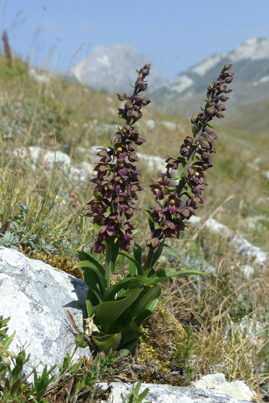 Le belle Epipactis sulle praterie di Campo Imperatore (AQ)  luglio 2025.